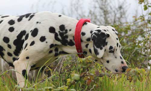 Activities You Can Do With Dalmatians 1 - Activities You Can Do With Dalmatians