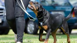 Popular Dog Events To Attend In the UK This Year 260x146 - Popular Dog Events To Attend In the UK This Year