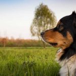 Review Of Best Dog Breeders In the UK