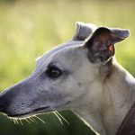 Different Types Of Greyhound Bets