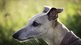 Different Types Of Greyhound Bets 260x146 - Different Types Of Greyhound Bets